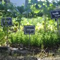 Aromas veraniegos. Mi huerto aromático