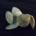 Los chipi chipi se llaman chirlas en España