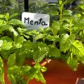 Menta