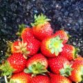 LAS FRESAS