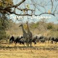 Safari en Botswana, Parque Nacional Chobe