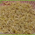 COME FARE I GERMOGLI IN CASA – CÓMO HACER[...]