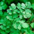 CILANTRO