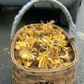 Recetas con Cantharellus ( Cantharellus[...]