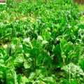 Acelgas de la huerta