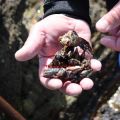 Percebes: como se recogen. Parte I