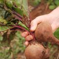 De la huerta a la mesa: ensalada libanesa de[...]