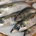 Conserva de filetes de caballa