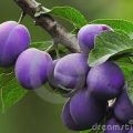 Mermelada de Ameixoas