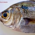 ¿CÓMO PODEMOS SABER SI UN PESCADO ES FRESCO?