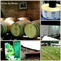 Visita a la bodega Terras Gauda