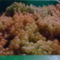 Huerta: vendimia 2016