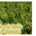 Wikipaella en El Palmar
