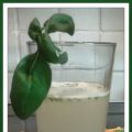 No solo limonada