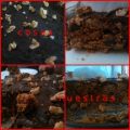 Tarta de galletas, nueces y chocolate (sin[...]