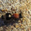Cuaderno de campo - Mutilidae, hormiga[...]