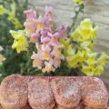 Torrijas de brioche