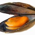MEJILLONES AL VAPOR.