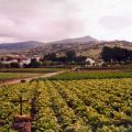 Los sabores de la tierra