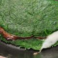 Crepes de espinacas rellenos
