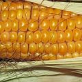 MAÍZ, EL ALIMENTO DE LOS INCAS