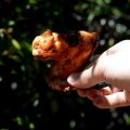 Alitas de pollo al estilo cajún, receta[...]