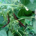 

Huerta: la huerta en julio


