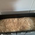 PAN DE MOLDE CON MASA MADRE