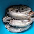Limpiar chipirones o calamares