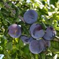 Mermelada casera de ciruelas