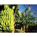 MERMELADA DE PLATANO