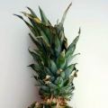 ¿CÓMO SABEMOS SI UNA PIÑA ESTÁ EN SU PUNTO[...]