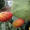 ¿CÓMO QUITAMOS LAS ESPINAS Y PELAMOS LOS HIGOS[...]