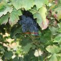 Huerta: uvas
