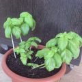 Mi albahaca