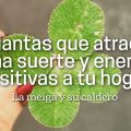 22 Plantas que Atraen la Buena Suerte y[...]