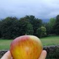 Bizcocho de compota de manzana