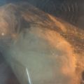Pan Rápido en Thermomix.