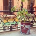 El tomate