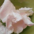 Merengue italiano