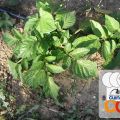HUERTO ECOLÓGICO - PATATAS (FOTO DE UNA[...]