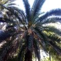 Si os gustan las palmeras, visitad Elche