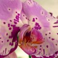 Con cariño para los Farucos: las orquídeas del[...]