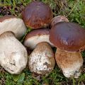Ensalada de boletus y canónigos