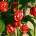 CONSERVA DE PIMIENTOS 