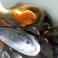 mejillones en salsa a mi estilo