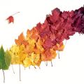 UN BLOG, UN ÁRBOL
