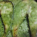 Wasabi