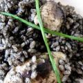 ARROZ NEGRO