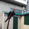 El Loro Ravachol de Pontevedra